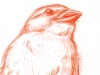 sparrowsketch