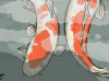 koi