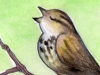 littlesparrowsmall