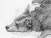 blacky_pencil