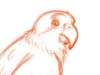 caique_sketch