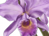 orquidea