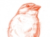 sparrow_sketch