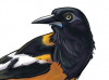 turpial